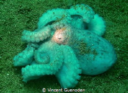 Octopus sleeping on the bottom by Vincent Guenoden 